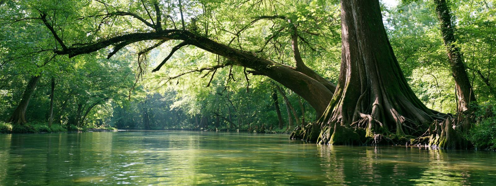 Large bald cypress standing over clear green water on a limestone creek bed, roots in the shallows and morning light coming through the canopy above