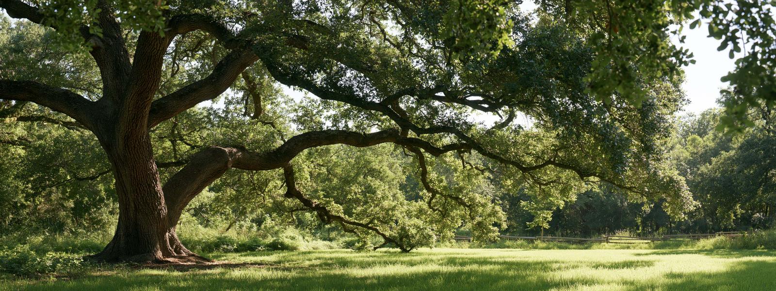 One wide live oak spread over open mown ground on a big wooded lot, deep shade under the canopy, the trunk and the low limbs filling the frame with no house in it